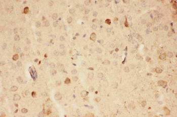 Hsp90 alpha/HSP90AA1 Antibody