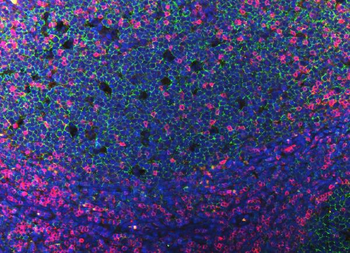 CD3 epsilon/CD3E Antibody