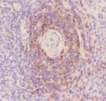 CD3 epsilon/CD3E Antibody