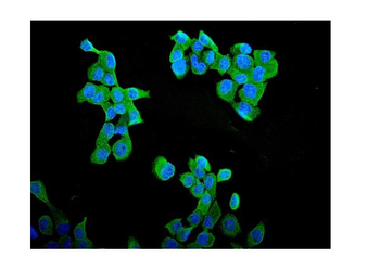 Cyclin B1/CCNB1 Rabbit Polyclonal Antibody