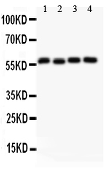 Cyclin B1/CCNB1 Rabbit Polyclonal Antibody