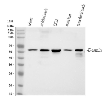 Desmin Rabbit Polyclonal Antibody