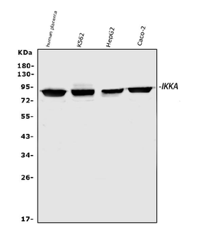 IKK alpha/CHUK Rabbit Polyclonal Antibody