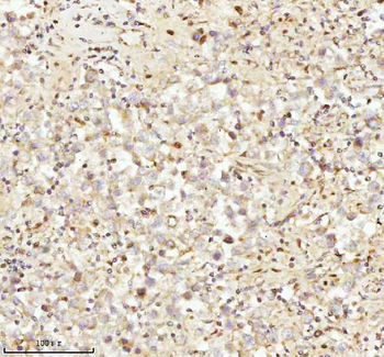 NDUFA9 Antibody