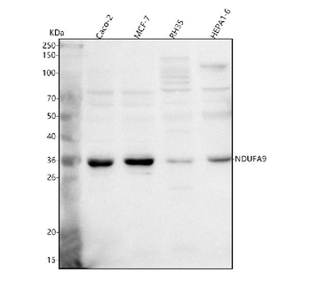 NDUFA9 Antibody