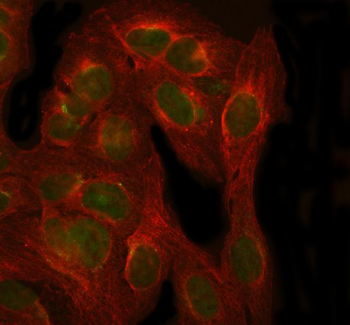 NXPH3 Rabbit Polyclonal Antibody