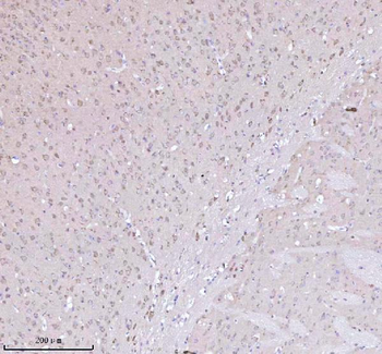 NXPH3 Rabbit Polyclonal Antibody