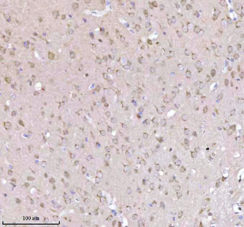 NXPH3 Rabbit Polyclonal Antibody