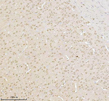 NXPH3 Rabbit Polyclonal Antibody