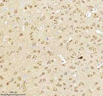 NXPH3 Rabbit Polyclonal Antibody