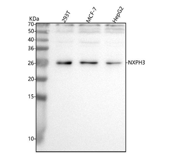 NXPH3 Rabbit Polyclonal Antibody