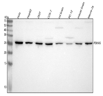 PSMA5 Rabbit Polyclonal Antibody