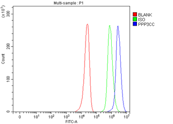 PPP3CC Rabbit Polyclonal Antibody
