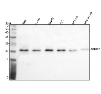 POLR1D Antibody