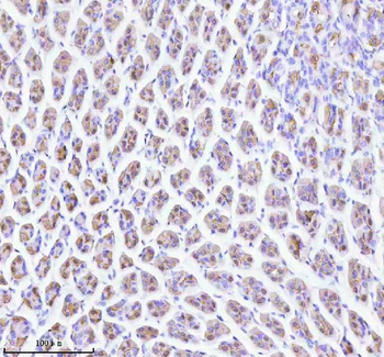 ATP4B Rabbit Polyclonal Antibody