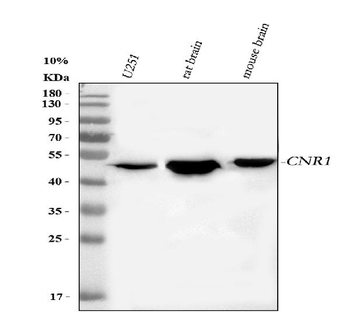 Cannabinoid receptor 1/CNR1 Rabbit Polyclonal Antibody