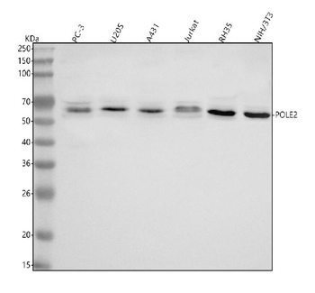 POLE2 Rabbit Polyclonal Antibody