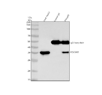 POLDIP2 Rabbit Polyclonal Antibody