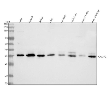 POLDIP2 Rabbit Polyclonal Antibody