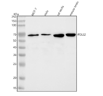 POLD3 Rabbit Polyclonal Antibody