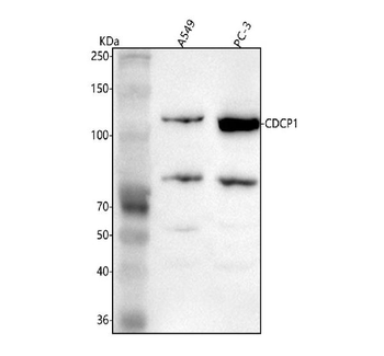 CDCP1 Rabbit Polyclonal Antibody