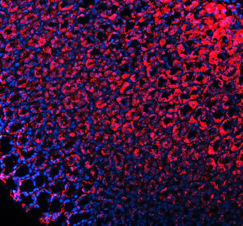 E-cadherin/Cdh1 Antibody