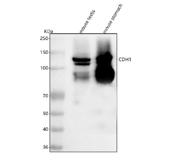 E-cadherin/Cdh1 Antibody