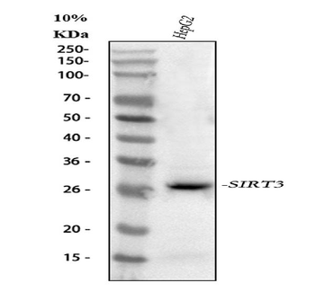 SIRT3 Rabbit Polyclonal Antibody