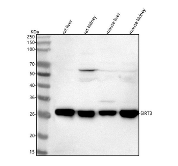 SIRT3 Rabbit Polyclonal Antibody