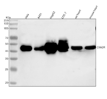 CXADR Antibody
