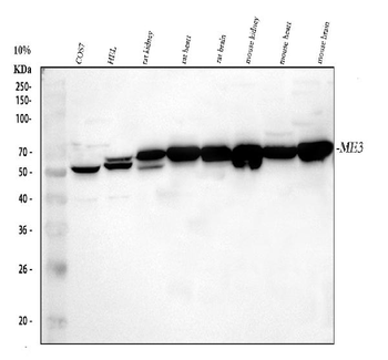 ME3 Antibody