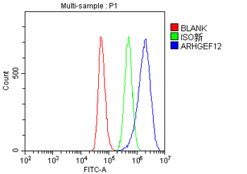 LARG/ARHGEF12 Rabbit Polyclonal Antibody