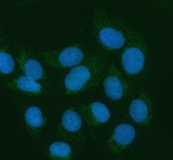ATL1 Rabbit Polyclonal Antibody