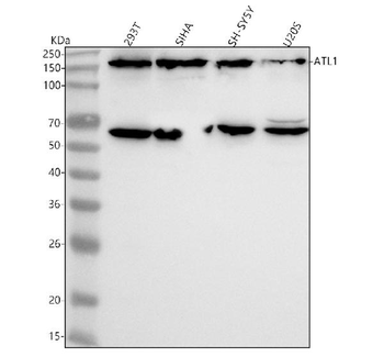 ATL1 Rabbit Polyclonal Antibody
