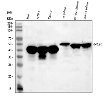 p47 phox/NCF1 Rabbit Polyclonal Antibody