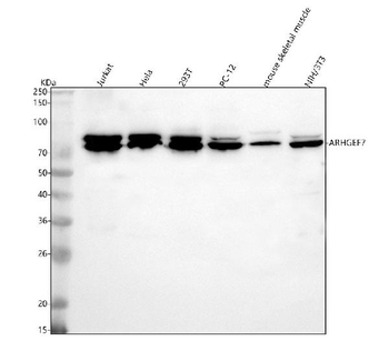 ARHGEF7 Antibody