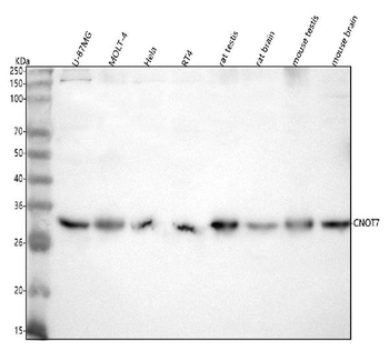 CNOT7 Rabbit Polyclonal Antibody