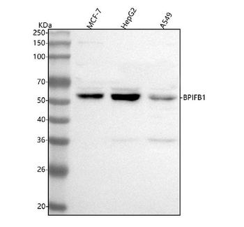 BPIFB1 Rabbit Polyclonal Antibody