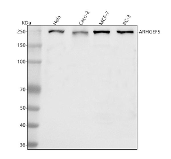 ARHGEF5 Antibody