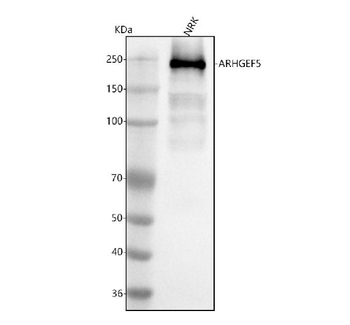 ARHGEF5 Antibody