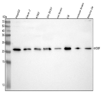 MOBP Rabbit Polyclonal Antibody