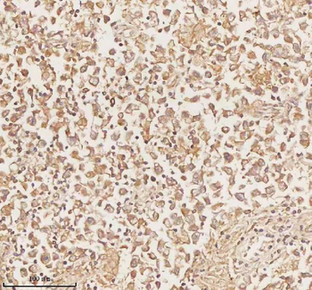 PLBD2 Rabbit Polyclonal Antibody