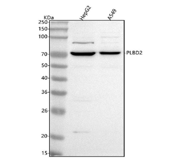 PLBD2 Rabbit Polyclonal Antibody