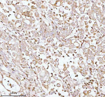 PLBD2 Rabbit Polyclonal Antibody