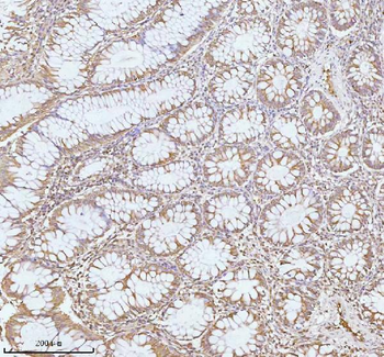 PLBD2 Rabbit Polyclonal Antibody