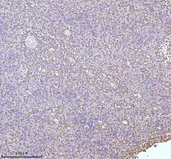 PLBD2 Rabbit Polyclonal Antibody