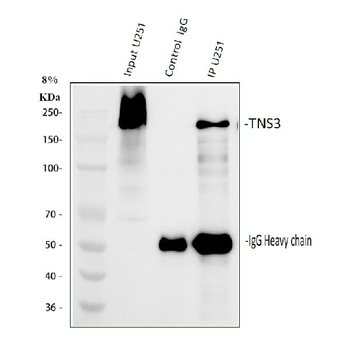 TNS3 Rabbit Polyclonal Antibody