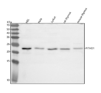 PITHD1 Antibody