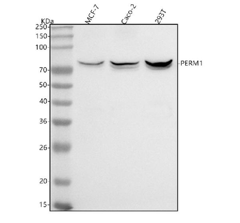 PERM1 Antibody