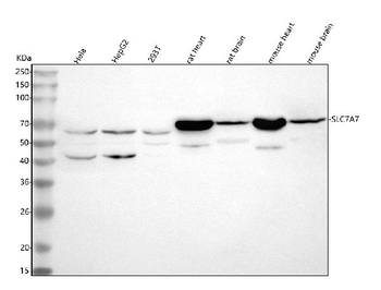 SLC7A7 Rabbit Polyclonal Antibody